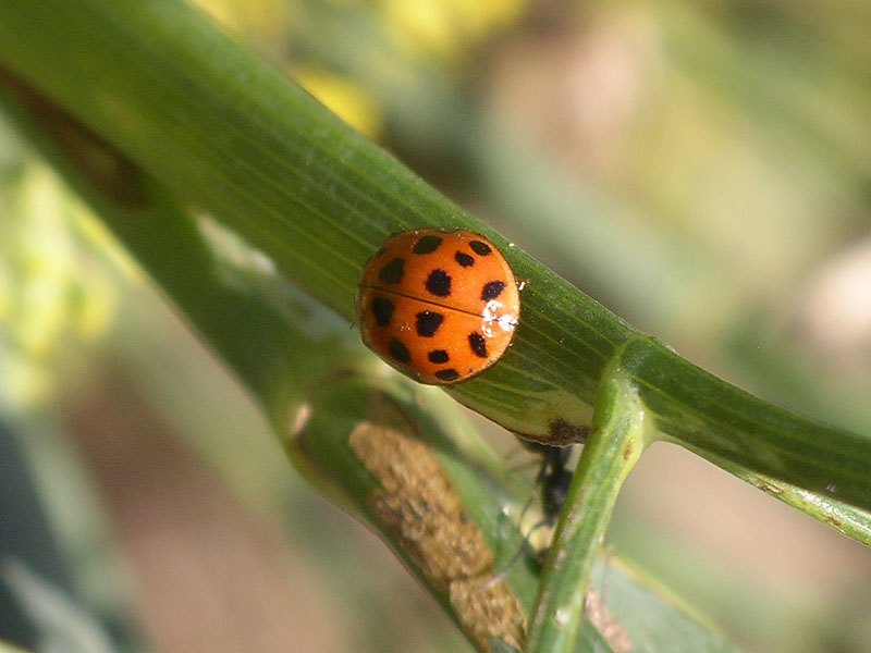 Coccinelle ... pluripunctate: Harmonia axyridis